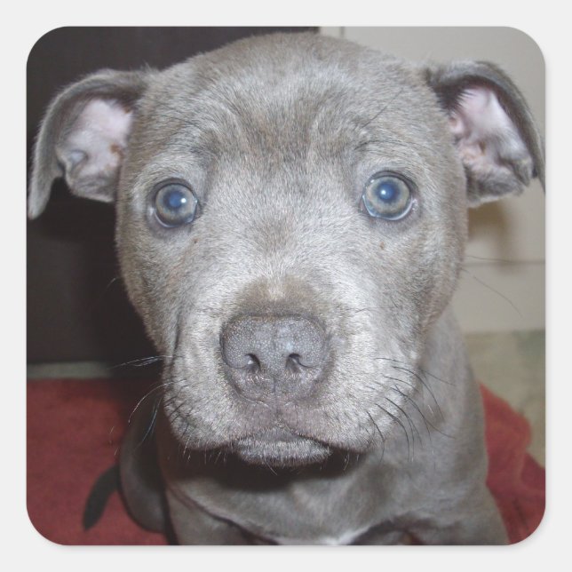 Blue Staffordshire Bull Terrier Puppy, Square Sticker (Front)