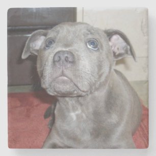 Blue Staffordshire Bull Terrier Puppy, Stone Coaster