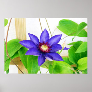 blue star poster