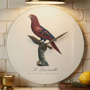 Blue-Streaked Lory, Trichoglossus reticulatus Large Clock