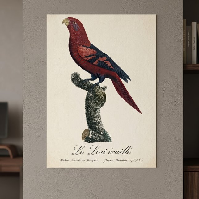 Blue-Streaked Lory, Trichoglossus reticulatus Poster (Blue-Streaked Lory, Trichoglossus reticulatus. Poster )