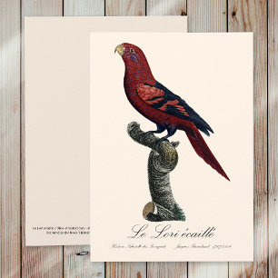 Blue-Streaked Lory, Trichoglossus reticulatus Thank You Card