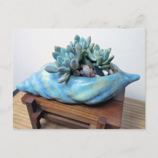 Blue Succulent in Seashell by Succulent Designs Postcard