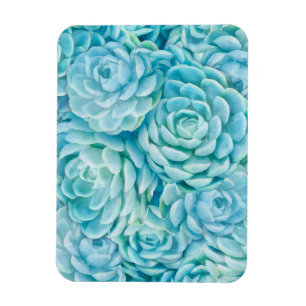 Blue succulents magnet