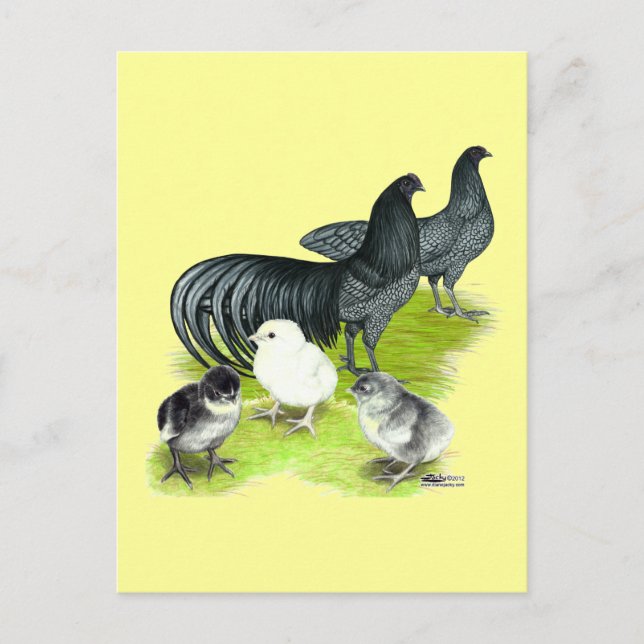 Blue Sumatra Family Postcard (Front)