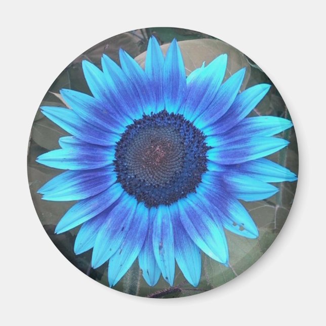 Blue Sunflower Magnet (Front)