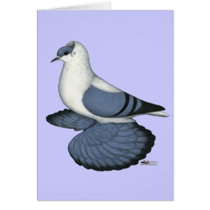 Blue Swallow Pigeon