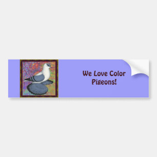 Blue Swallow Pigeon Framed Bumper Sticker