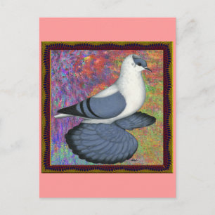 Blue Swallow Pigeon Framed Postcard