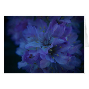 Blue Sweetheart.