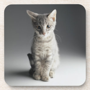 Blue Tabby Kitten Coaster
