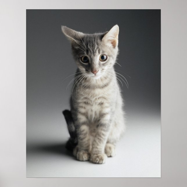 Blue Tabby Kitten Poster (Front)