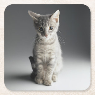 Blue Tabby Kitten Square Paper Coaster