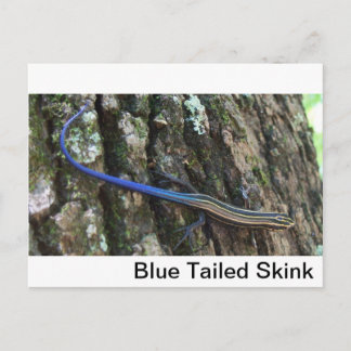 Blue Tailed Skink Close up Postcard