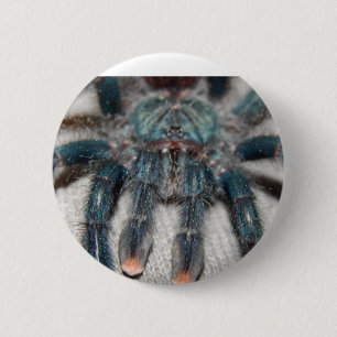 blue tarantula 6 cm round badge