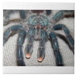 blue tarantula ceramic tile