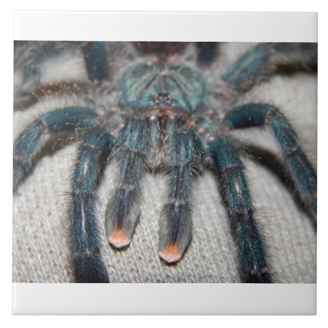 blue tarantula ceramic tile (Front)