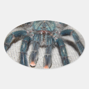blue tarantula oval sticker