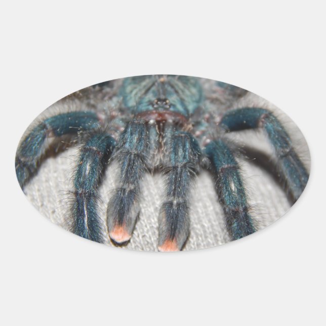 blue tarantula oval sticker (Front)