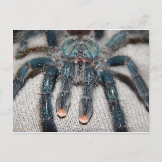 blue tarantula postcard (Front)