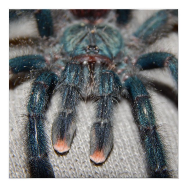 blue tarantula poster (Front)