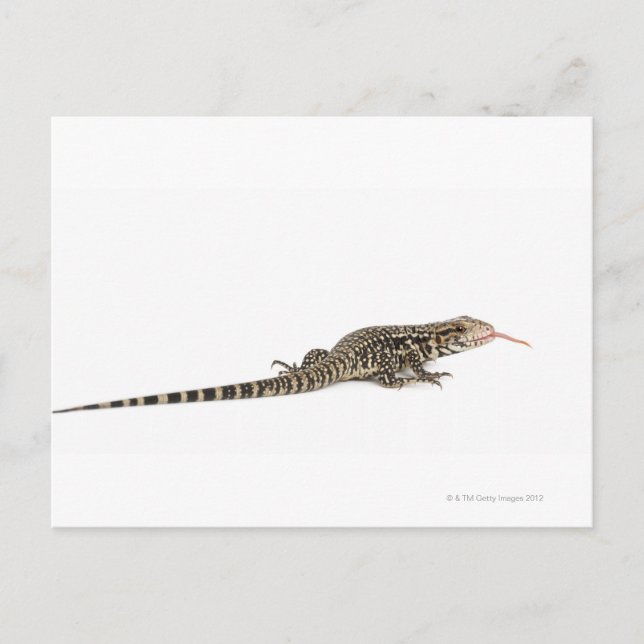 Blue tegu - Tupinambis merianae Postcard (Front)