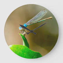 Blue Texas Damselfly Resting on a Leaf