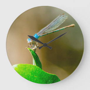 Blue Texas Damselfly Resting on a Leaf Large Clock