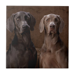 Blue & Teyla the Weimaraners Tile
