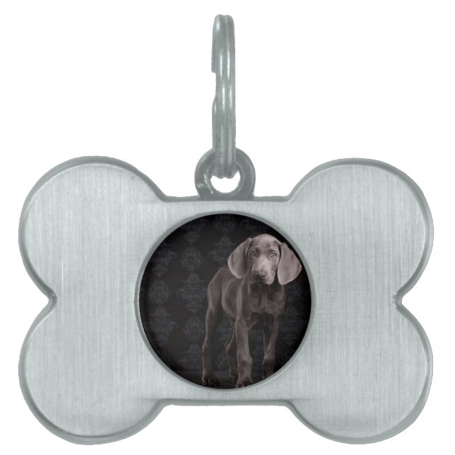 Blue the Weimaraner Puppy Pet Name Tag (Front)