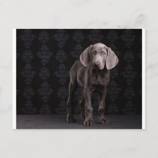 Blue the Weimaraner Puppy Postcard