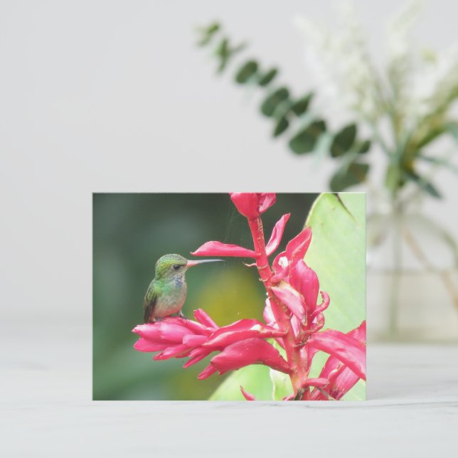 Blue-throated Goldentail Hummingbird Photo Postcard (Standing Front)