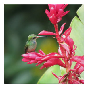 Blue-throated Goldentail Hummingbird Photo Poster