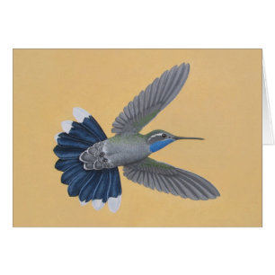 Blue-throated Hummingbird