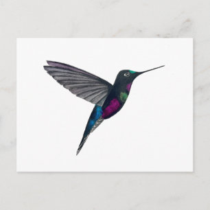 Blue-throated starfrontlet postcard