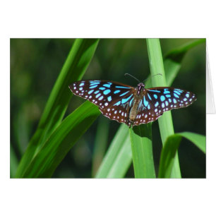 Blue Tiger Butterfly