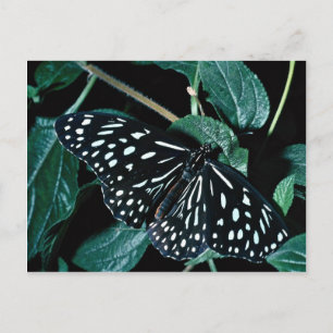 Blue tiger, India Postcard