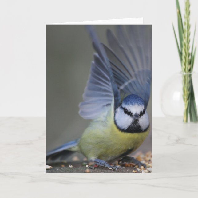 Blue tit bird beautiful wings card (Front)