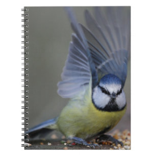 Blue tit bird beautiful wings notebook