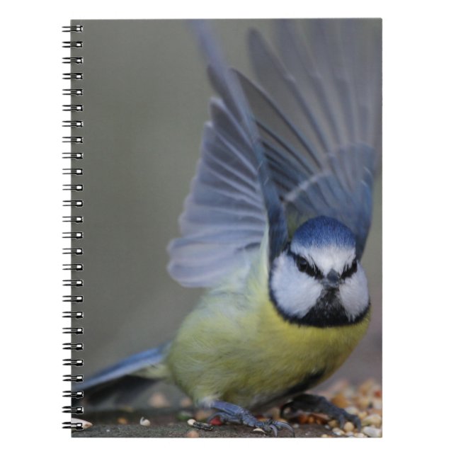 Blue tit bird beautiful wings notebook (Front)
