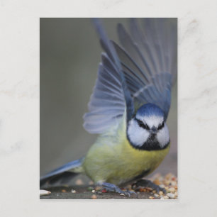Blue tit bird beautiful wings postcard