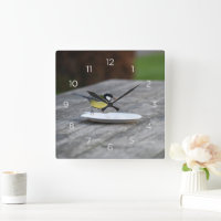 Blue Tit Bird Feeding on Plate