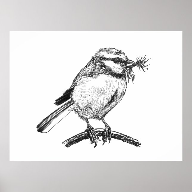 Blue tit bird ink drawing poster (Front)