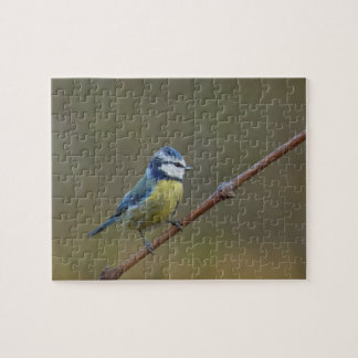 Blue tit bird jigsaw puzzle
