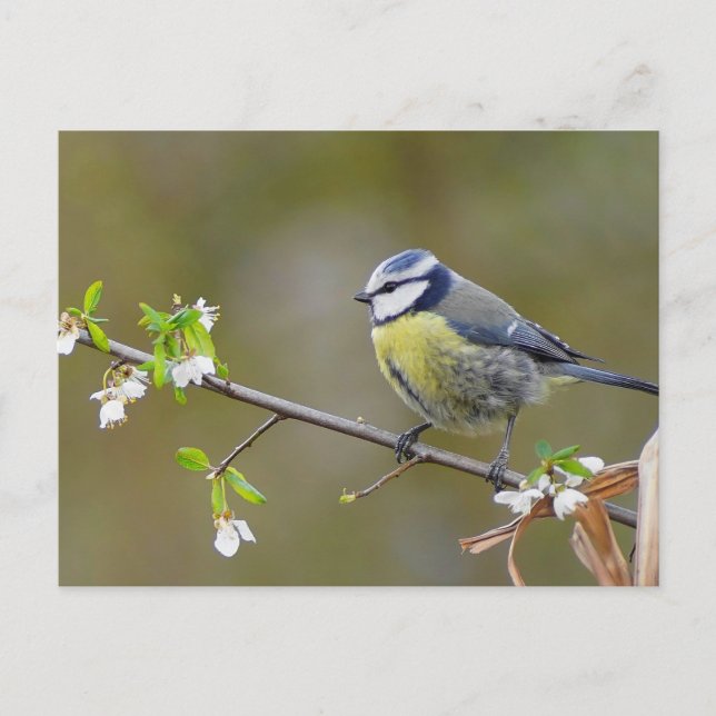 Blue tit bird on a cherry tree branch with flowers postcard (Front)