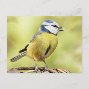 Blue tit bird postcard