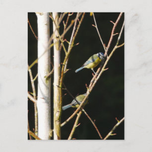 Blue Tit In Silver Birch Postcard