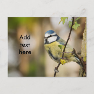 Blue tit. postcard