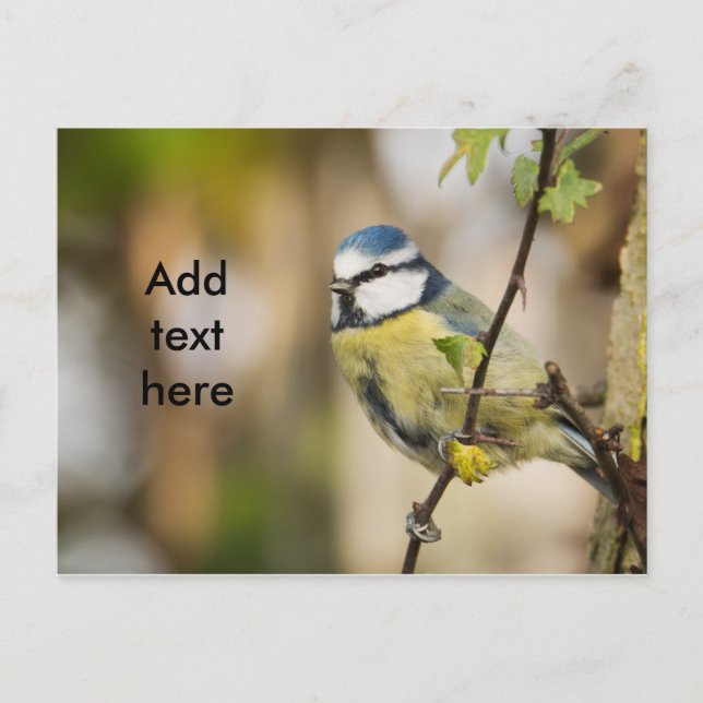 Blue tit. postcard (Front)