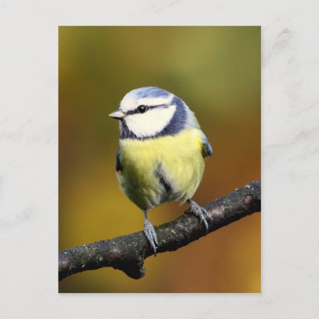 Blue tit sitting on a branch postcard (Front)